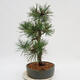 Vonkajší bonsai - Pinus Nigra - Borovica čierna - 2/4