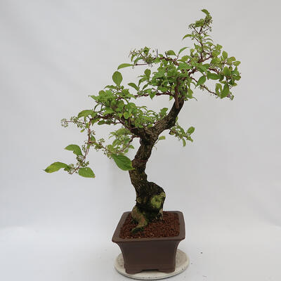 Vonkajší bonsai - krásnoplodka Callicarpa - 2