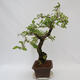 Vonkajší bonsai - krásnoplodka Callicarpa - 2/7