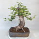 Vonkajšie bonsai -Mahalebka - Prunus mahaleb - 2/5