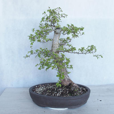 Vonkajší bonsai -Ulmus GLABRA Brest hrabolistý VB2020-495 - 2