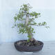 Vonkajší bonsai -Ulmus GLABRA Brest hrabolistý VB2020-495 - 2/5