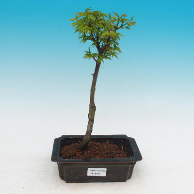 Vonkajší bonsai -Javor malolistá SHISHIGASHIRA - 2