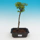 Vonkajší bonsai -Javor malolistá SHISHIGASHIRA - 2/2