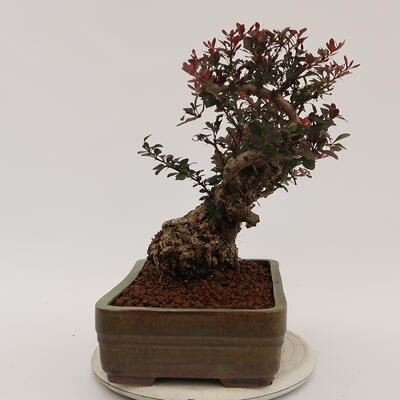 Vonkajší bonsai - Berberis thunbergii Atropurpureum - Drištál - 2