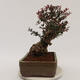 Vonkajší bonsai - Berberis thunbergii Atropurpureum - Drištál - 2/6