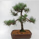 Vonkajší bonsai - Pinus sylvestris - Borovica lesná - 2/5
