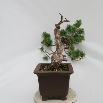 Vonkajší bonsai - Pinus sylvestris Watereri - Borovica lesná - 2