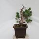Vonkajší bonsai - Pinus sylvestris Watereri - Borovica lesná - 2/5