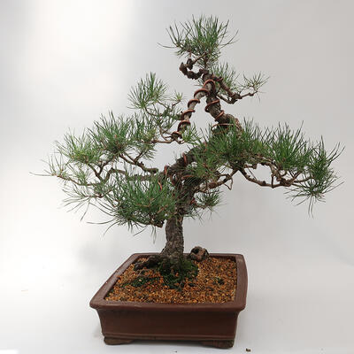 Vonkajší bonsai - Pinus sylvestris - Borovica lesná - 2