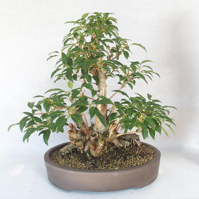 Vonkajšie bonsai - Zlatice - Forsythia - 2