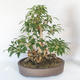 Vonkajšie bonsai - Zlatice - Forsythia - 2/5