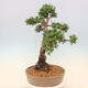 Vonkajšie bonsai - Juniperus chinensis Kishu -Jalovec čínsky - 2/5
