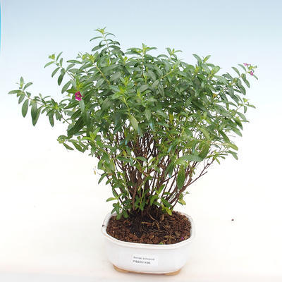 Izbová bonsai - Cuphea - Japonská myrta - 2