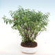 Izbová bonsai - Cuphea - Japonská myrta - 2/2