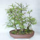 Vonkajší bonsai -Larix decidua - Smrekovec opadavý - 2/5
