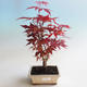 Vonkajšie bonsai - Acer palm. Atropurpureum-Javor dlaňolistý - 2/2
