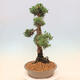 Vonkajšie bonsai - Juniperus chinensis Kishu -Jalovec čínsky - 2/5