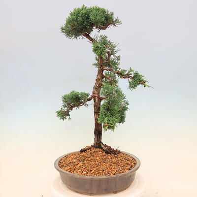 Vonkajší bonsai - Juniperus chinensis -Jalovec čínsky - 2