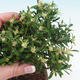 Izbová bonsai - Buxus harlandii - 2/5