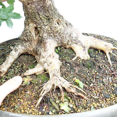 Vonkajší bonsai -Javor babyka - Acer campestre - 2