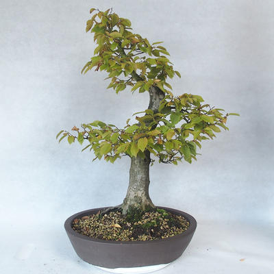 Vonkajšie bonsai - Hrab obyčajný - Carpinus betulus - 2