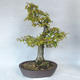 Vonkajšie bonsai - Hrab obyčajný - Carpinus betulus - 2/5