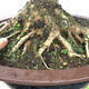 Vonkajší bonsai -Javor babyka - Acer campestre - 2/6