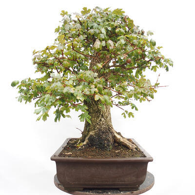 Vonkajší bonsai -Javor babyka - Acer campestre - 2