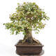 Vonkajší bonsai -Javor babyka - Acer campestre - 2/6