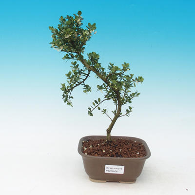 Izbová bonsai - Cezmína - 2