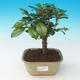 Izbová bonsai - Eugenia unoflora - Austrálska čerešňa - 2/2