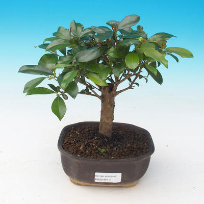 Izbová bonsai - Eugenia unoflora - Austrálska čerešňa - 2