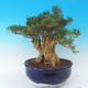 Izbová bonsai - Buxus harlandii - 2/7
