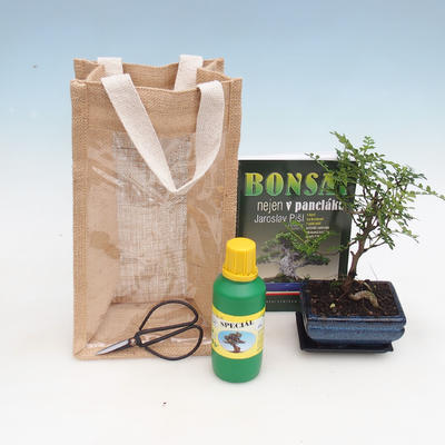Izbová bonsai v darčekovej taške - JUTA - 2