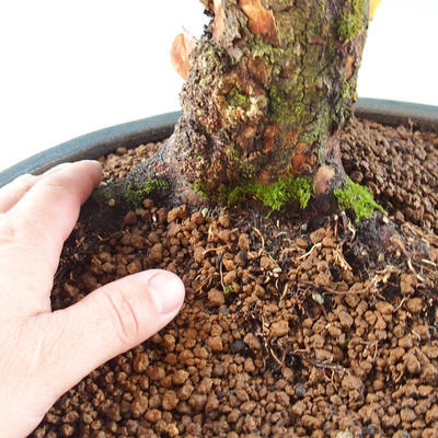 Vonkajšie bonsai - Drieň - Cornus mas - 2