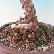 Vonkajšie bonsai - Pinus Sylvestris - Borovica lesná - 2/2