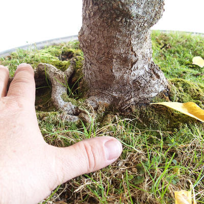 Vonkajšie bonsai - Javor jaseňolistý - Acer negundo - 2
