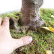 Vonkajšie bonsai - Javor jaseňolistý - Acer negundo - 2/4