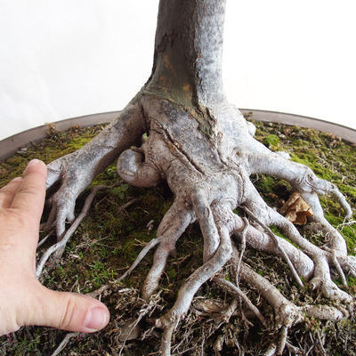 Vonkajšie bonsai - Javor klenie - Acer platanoides - 2