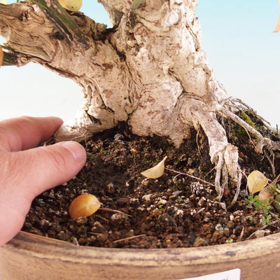 Vonkajší bonsai- Bršlen európsky - euonimus - 2