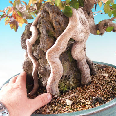 Vonkajší bonsai -Carpinus CARPINOIDES - Hrab kórejský - 2