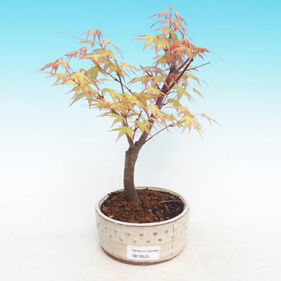 Vonkajšia bonsai-Acer Sango Koku- Javor dlaňolistý - 2