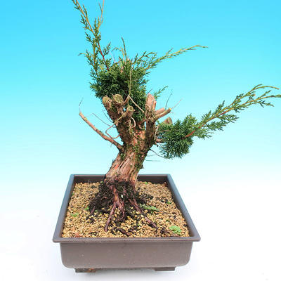 Yamadori Juniperus chinensis - borievka - 2