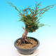 Yamadori Juniperus chinensis - borievka - 2/5