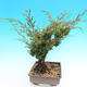 Yamadori Juniperus chinensis - borievka - 2/6