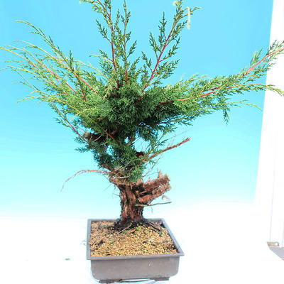 Yamadori Juniperus chinensis - borievka - 2