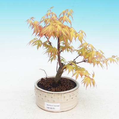 Vonkajšia bonsai-Acer Sango Koku- Javor dlaňolistý - 2