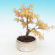 Vonkajšia bonsai-Acer Sango Koku- Javor dlaňolistý - 2/2