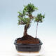 Izbová bonsai - Ficus kimmen - malolistý fikus - 2/4